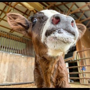 Meet your Posher, Britney